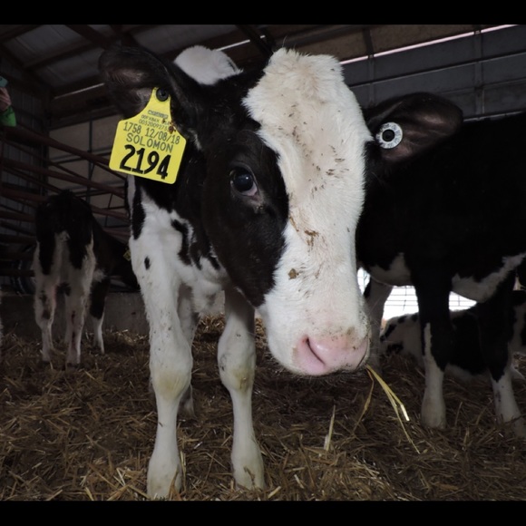 Meet your Posher, Alaina - Picture 1 of 1